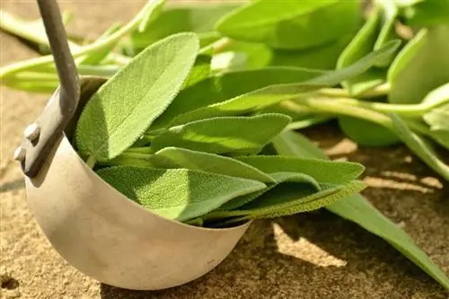 Hojas de salvia en un cucharón profundo sobre una mesa