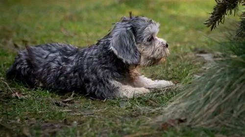 Dandie Dinmont teriér