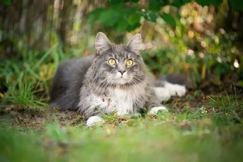 sininen tabby maine coon kissa likaisella turkilla