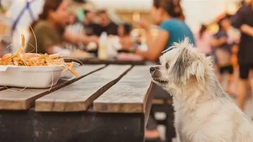 Shih-Tzu, Pomeranian a Pudl sedí u dřevěného stolu ve venkovní restauraci a čekají na smažené krevety shrimp_pongmoji_shutterstock