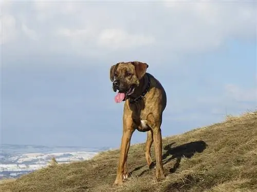 žíhaný boxador