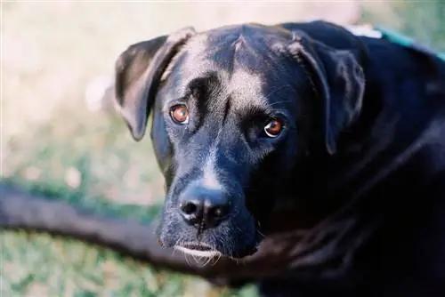 černý boxador