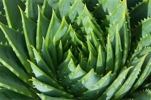 የ aloe vera ተክል