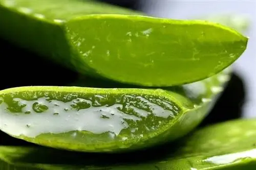 L'Aloe Vera és verinosa per als gossos? Fets revisats pel veterinari & PMF