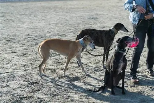 grupo de galgos en la playa