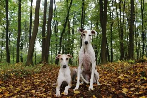 perros galgos en el bosque