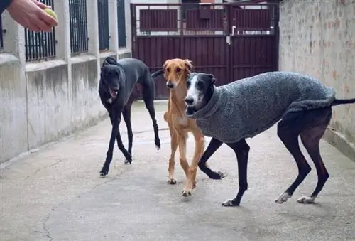 tre galgohundar som står utomhus