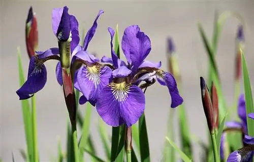 Iris blomst på nært hold