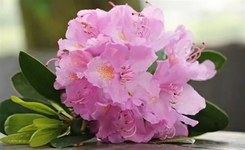 azaleas rozë