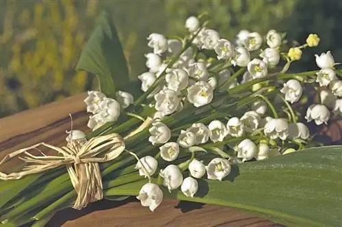 ხეობის შროშანი