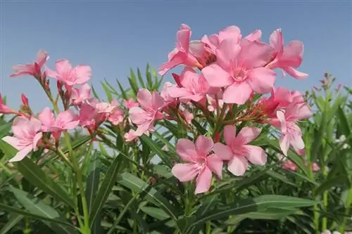 Oleander