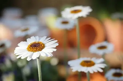 Daisies