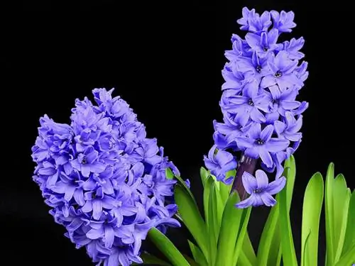 Hyacinth