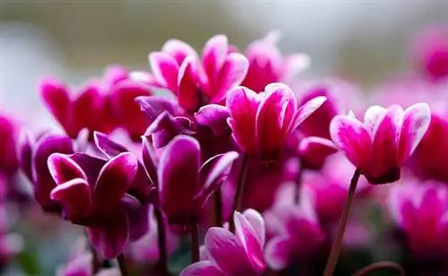 Cyclamen