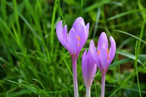 Herbstkrokus