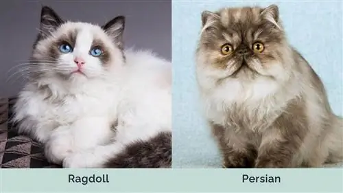 Ragdoll vs persa costat a costat