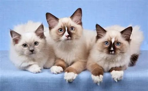 3 gatitos Ragdoll en una fila sobre fondo azul.