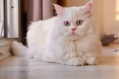 gato persa con cara de muñeca tirado en el suelo