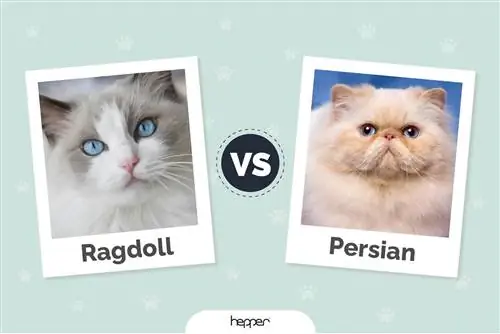 Ragdoll vs Persian Cats: Billeder, forskelle, & Hvad skal man vælge