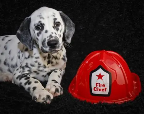 brandweerhond dalmatiër puppy brandweercommandant