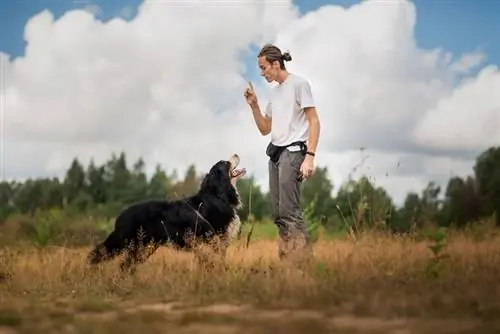 man traint berner sennenhond op het veld