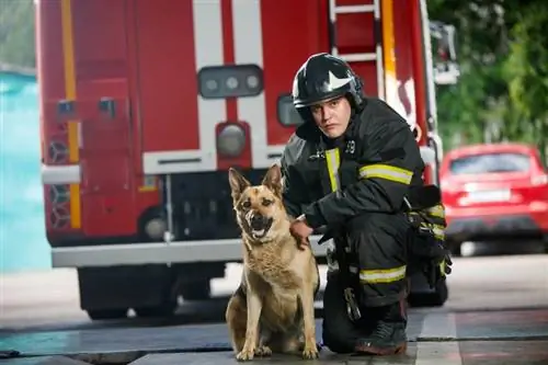 National Fire Pup Day 2023: När är det och hur firas det?