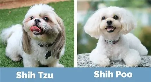 Shih Tzu vs Shih Poo – visuaalne