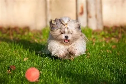 Shih tzu cane che corre per la palla