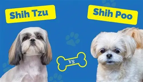 Shih Tzu vs Shih Poo - ¿Cuál es la diferencia (con imágenes)