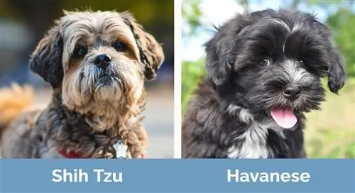 Shih Tzu vs Havanese - vizualne razlike