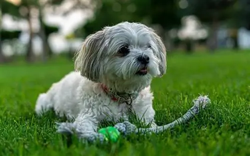 shih tzu-hond speelt met trainingsspeelgoed op het gras