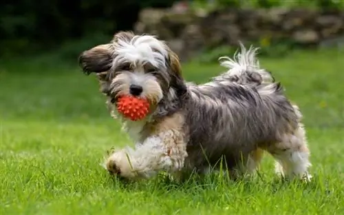 Havanese kutya edzőlabdával játszik a füvön