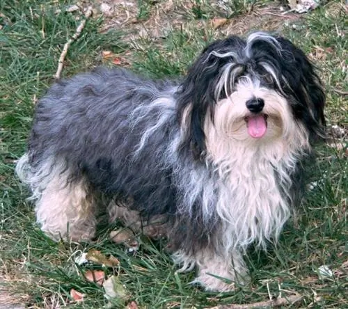 Havanese me flokë të gjatë