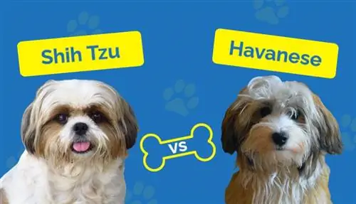 Shix Tzu va Havanese - Farqi nimada? (Rasmlar bilan)