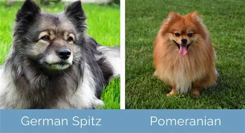 Tysk Spitz vs Pomeranian side om side