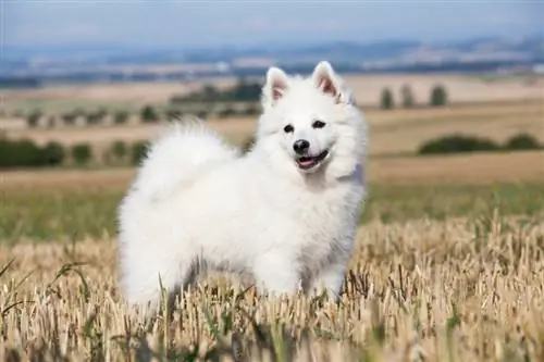 German spitz