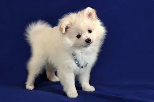 German spitz menyuam dev