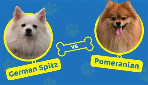 Tysk Spitz vs Pomeranian: Hvad er forskellene?