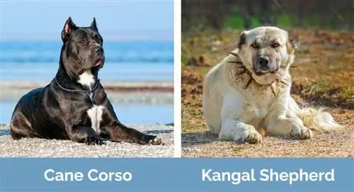 Cane Corso și Kangal Shepherd unul lângă altul