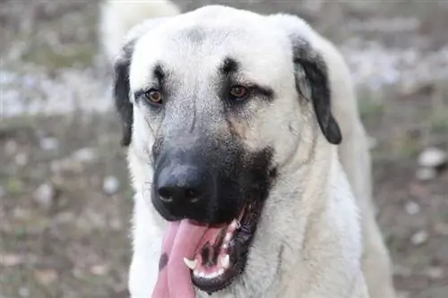 close up anjing gembala kangal dengan lidah keluar