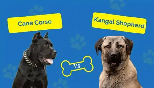 Cane Corso kontra Kangal Shepherd: Który z nich jest dla mnie odpowiedni?