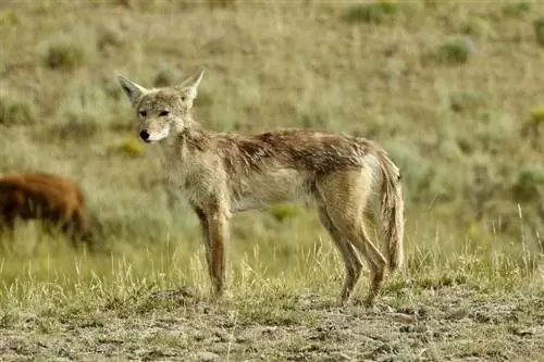 coyote in het wild