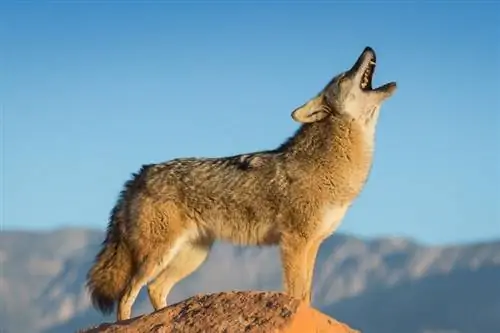 Koyotlar itlər kimi hürərmi? Coyotes nə kimi səslənir?