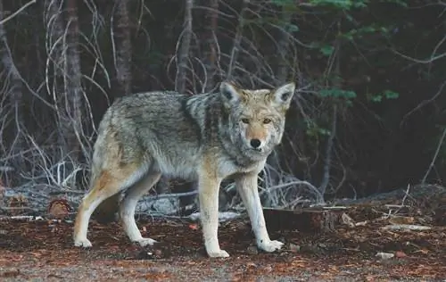 coyote buiten