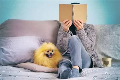 Pomeranian allongé dans son lit à côté d'une femme