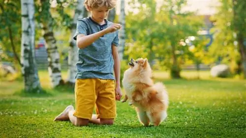 Ragazzo che gioca con Pomerania