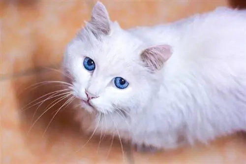 chat blanc stressé sur le sol