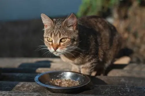 gato comiendo un plato casero