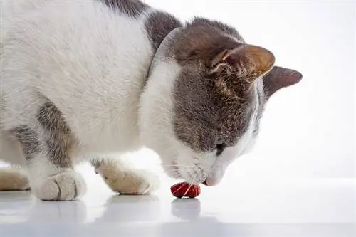 chat qui mange des boulettes de viande