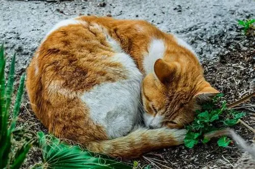 syg kat sover udendørs